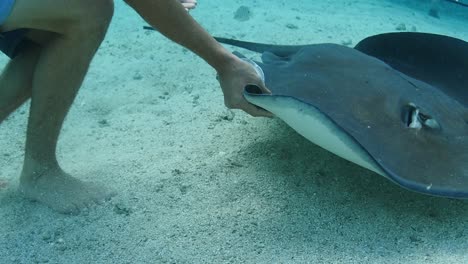 Man-petting-a-stingray-underwater-shot-in-slow-motion.-Clear-water
